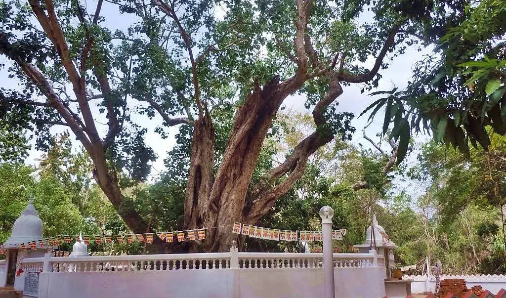 hiriwadunna